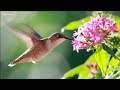 Hummingbirds begin migrating up north, to Western New York