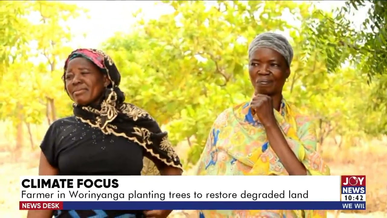 Climate Focus: Farmer in Worinyanga planting trees to restore degraded land  - JoyNews