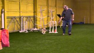 Nova Agility Class Dec 5 Zooie 3