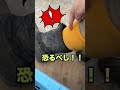 【もちはだ】キャベツ農家に素敵な贈り物が!家庭菜園にも使える強い味方! #農業#もちはだ#キャベツ