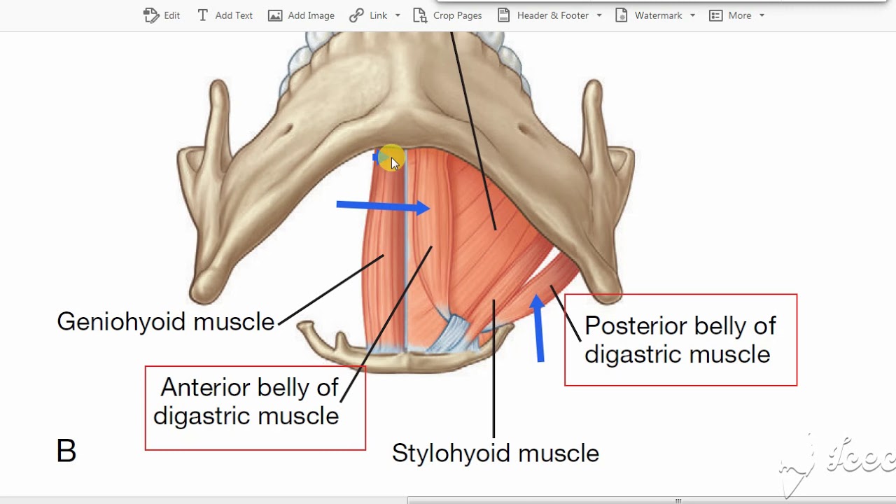 digastric muscle - YouTube