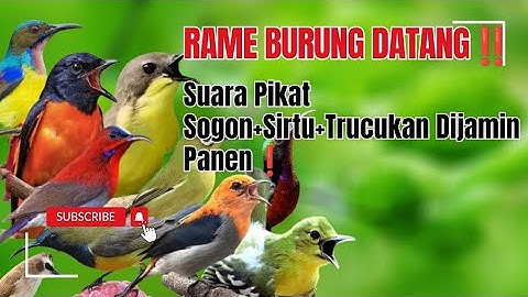 Suara Pikat Sogon Ribut Kombinasi Trucukan,Korlap & Sirtu Paling Ampuh.