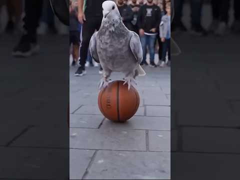 Kuşlar top oynasa #antikagüvercin #güvercin #karışma