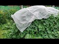 КАК СДЕЛАТЬ ГРЯДКУ ДЛЯ ОГУРЦОВ