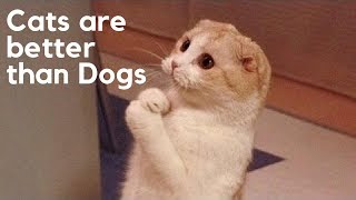 10 Reasons Cats Are Better Than Dogs