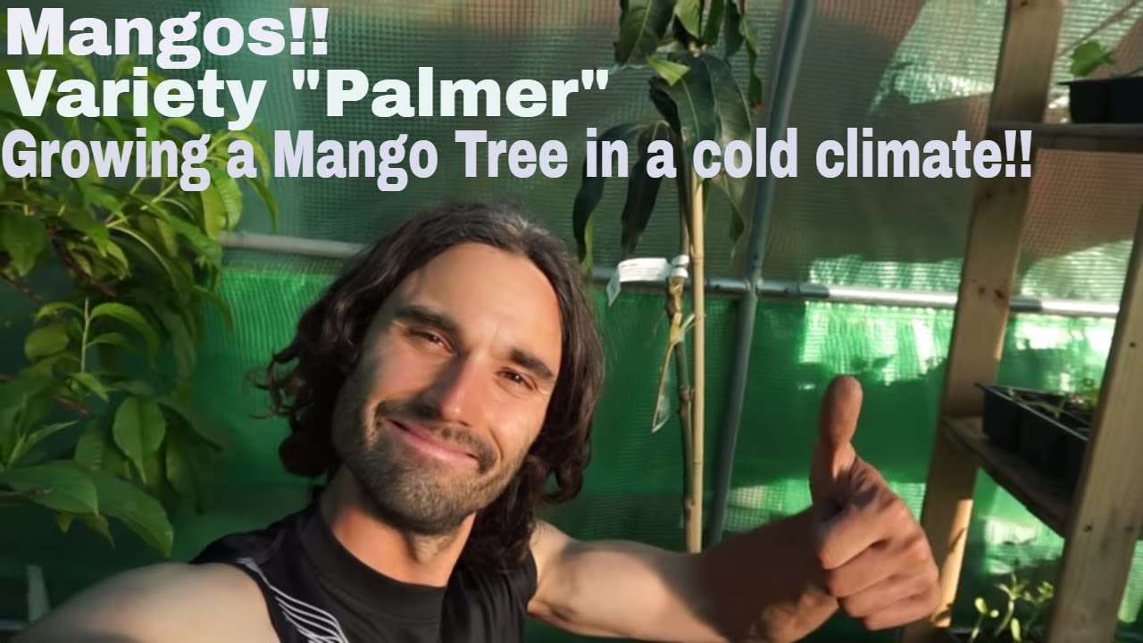 Growing Mangos In A Cold Weather Climate! Can It Be Done?