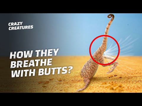 How Can Butt-Breathing Animals Save You From COVID-19?