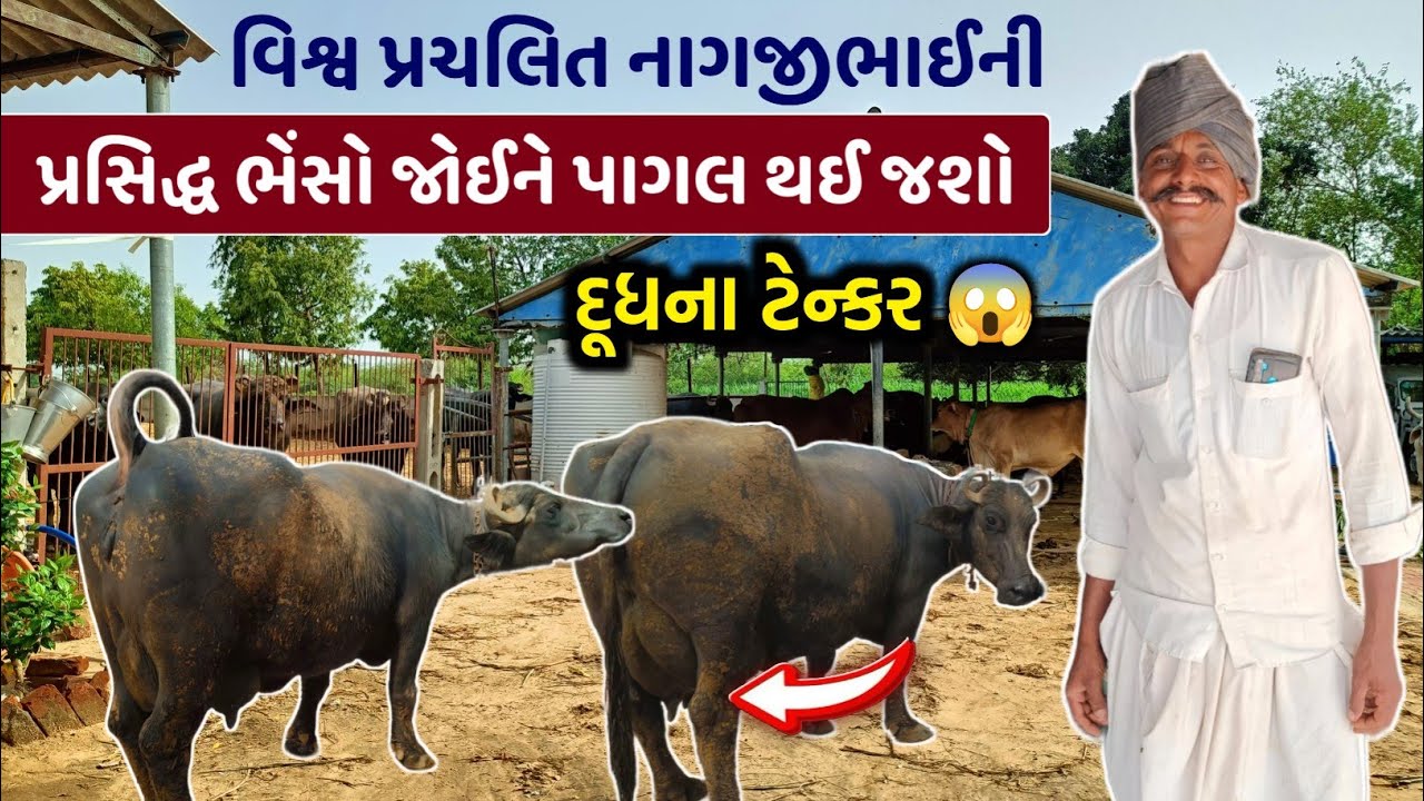 🔥 ભેંસોના દૂધથી કમાણીનો ધમાકો 👑 | Nagjibhai’s Dairy Farm Income Secrets!.
