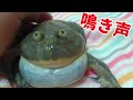 バジェットガエルの鳴き声とアフウシに食べられてみた。