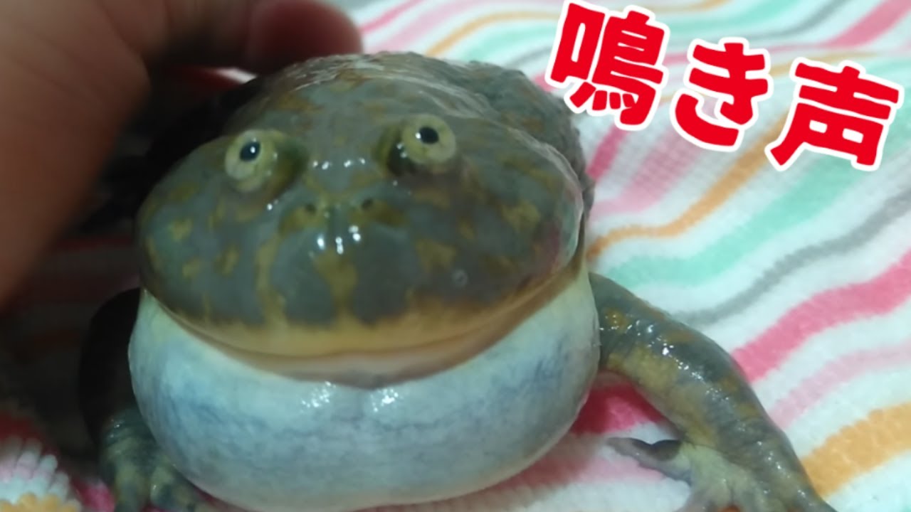 バジェットガエルの鳴き声とアフウシに食べられてみた。