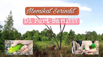 Memikat Serindit Di Port Baru || Mantap Gaaiiss!!!