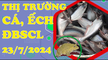 Thị Trường Cá, Ếch ĐBSCL ngày 23/7/2024 || Giá Cá Tra, Cá Lóc, Điêu Hồng, Rô Phi, Trê Vàng.