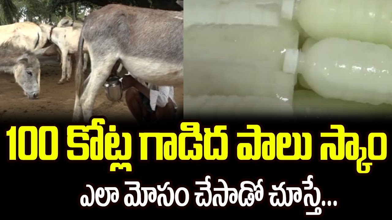 100 కోట్ల గాడిద పాలు స్కాం ఎలా మోసం చేసాడో చూస్తే | 100 Crores Donkey Milk Scam | Manamtv World