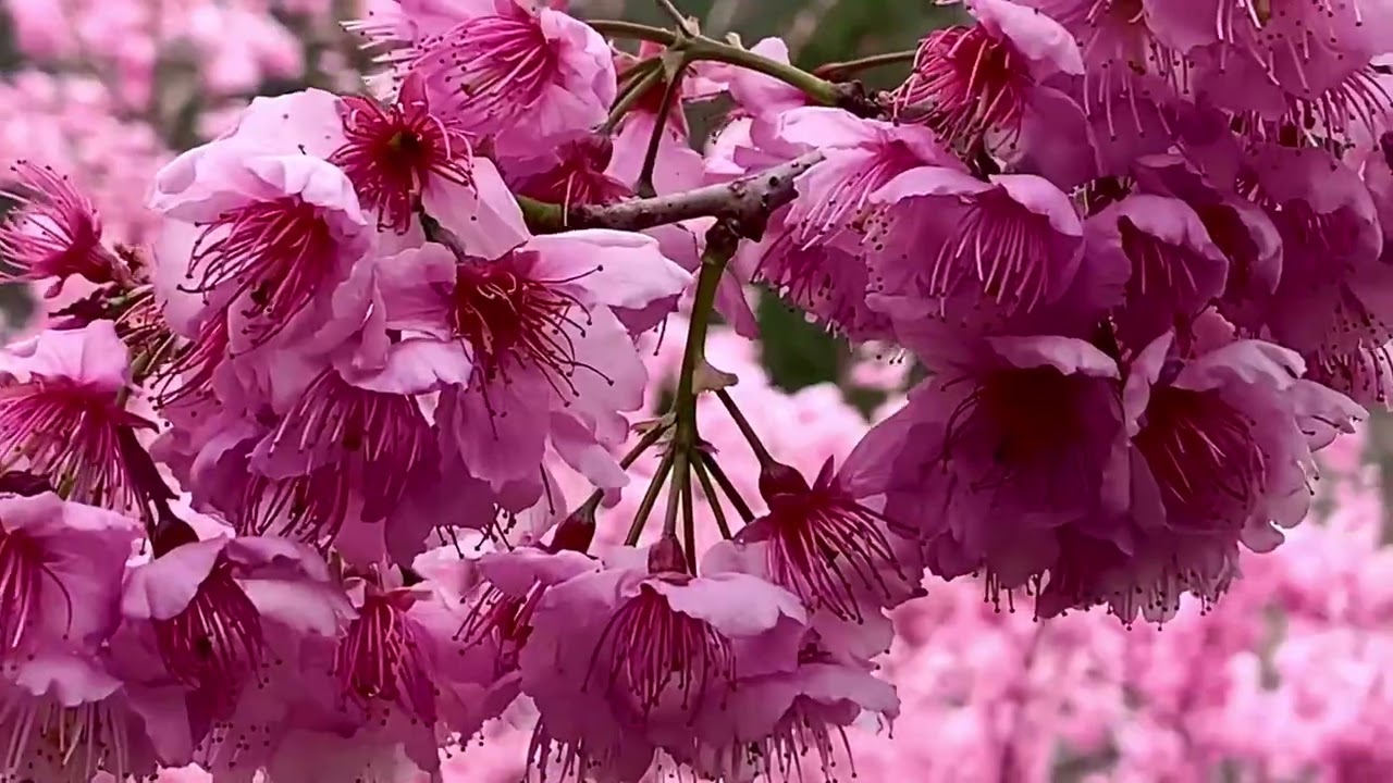 武陵農場櫻花季.2｜遊客中心&迎賓公園