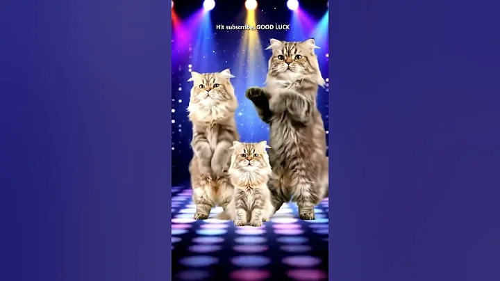 Video 10832211: cute turkish angora cat, cat family dancing