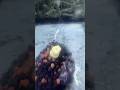 Floating corn and pva bag for wary carp #carpfishing #carpiste #carp #fishing  #mack2