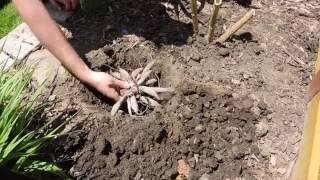 Planting Dahlia Tubers