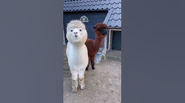 A group of Alpaca