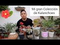 Mi gran colección de Kalanchoes 😉👍🌺🌵🌲