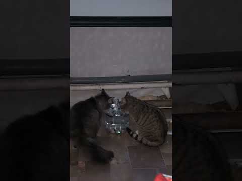 Автопоїлка для котів і собак бездротова з датчиком руху поїлка автономна Wireless Smart Water Dispenser WF190 аккумуляторний питний фонтан з фільтром 2.0 Л фото від покупців 1