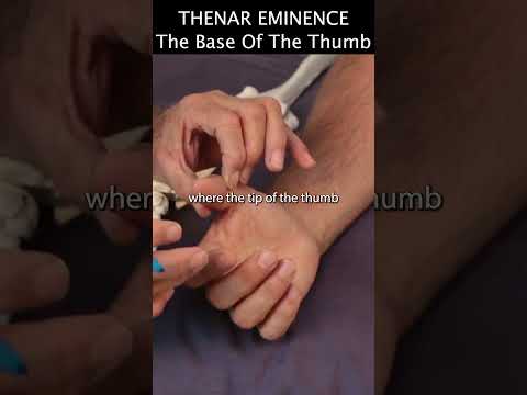 Thenar Eminence