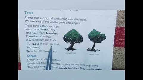 CLASS-1// SUBJECT- EVS// CHAPTER-10 PLANTS.