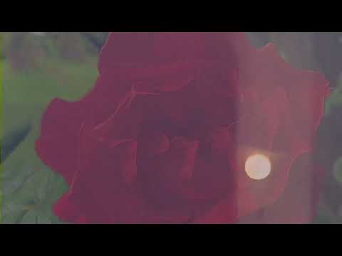 Laura Groves — LAURA GROVES - DEEP BLUE (Official Video)