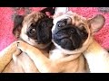 Pugs - A Funny Pug Videos Compilation || NEW HD