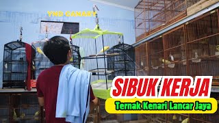 Super Sibuk Kerja? Ternak Kenari tetap Lancar kandang Bersih Beranak Pinak. INI CARANYA..!!