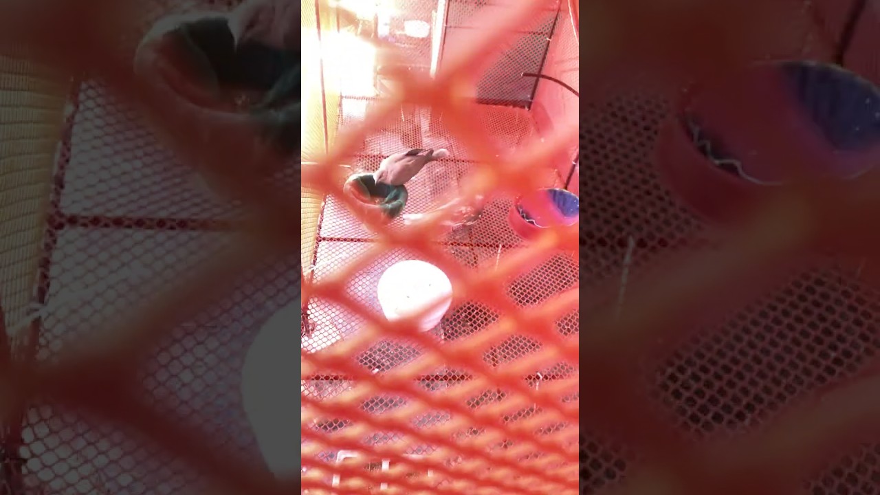 Gentle Dove Eating Seeds, Peaceful Bird Feeding Sounds॥