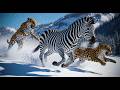 Intense Snow Chase: Zebra Being Chased By Relentless Panthers