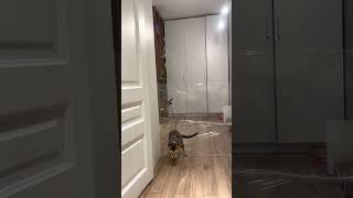 Cat Breaks Through Plastic Sheet Instead of Jumping Over It