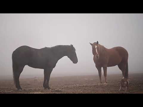 Geldings in the Mist | Peaceful Morning on the Field