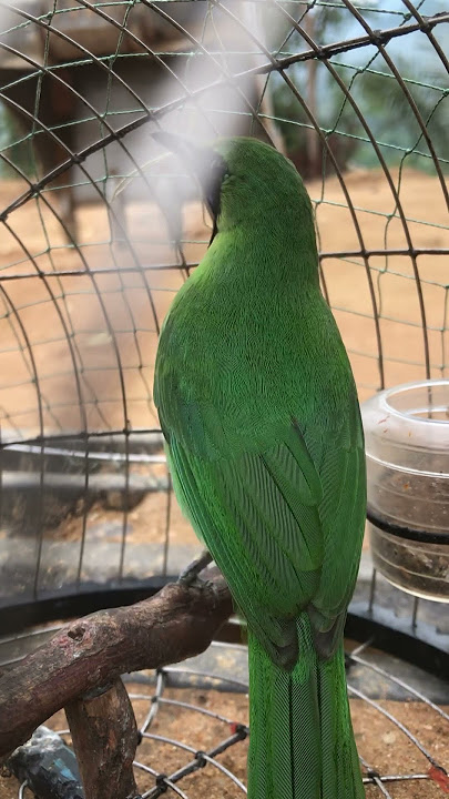Denak hijau kecik atau porong #cucakijo #bird #denak