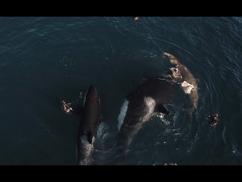 Killer Whales eating Elephant Seal- first ever drone footage in 4K!