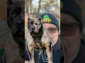 Merle 101, Monday 7P CST, YT:QBN Kennel #qbnkennel #americanbully #puppy