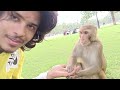 Monkey Talk To You If You Could Understand Them || Vyaann Mewadaa Vlog