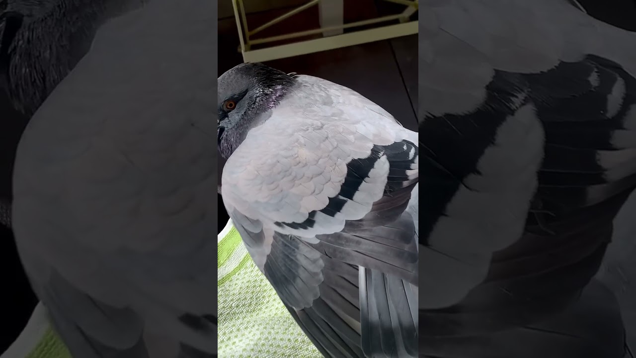 Pigeon melts like butter 🧈 in the sun ☀️