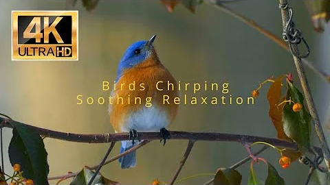 Soothing Relaxation | Birds Chirping | Meditate Relax Deep Sleep Yoga