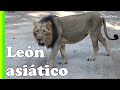 Leones que devoraban cristianos