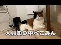 【親子猫】電気屋さんの来訪でテンションがおかしくなった親子猫【スコティッシュフォールド】