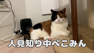 【親子猫】電気屋さんの来訪でテンションがおかしくなった親子猫【スコティッシュフォールド】