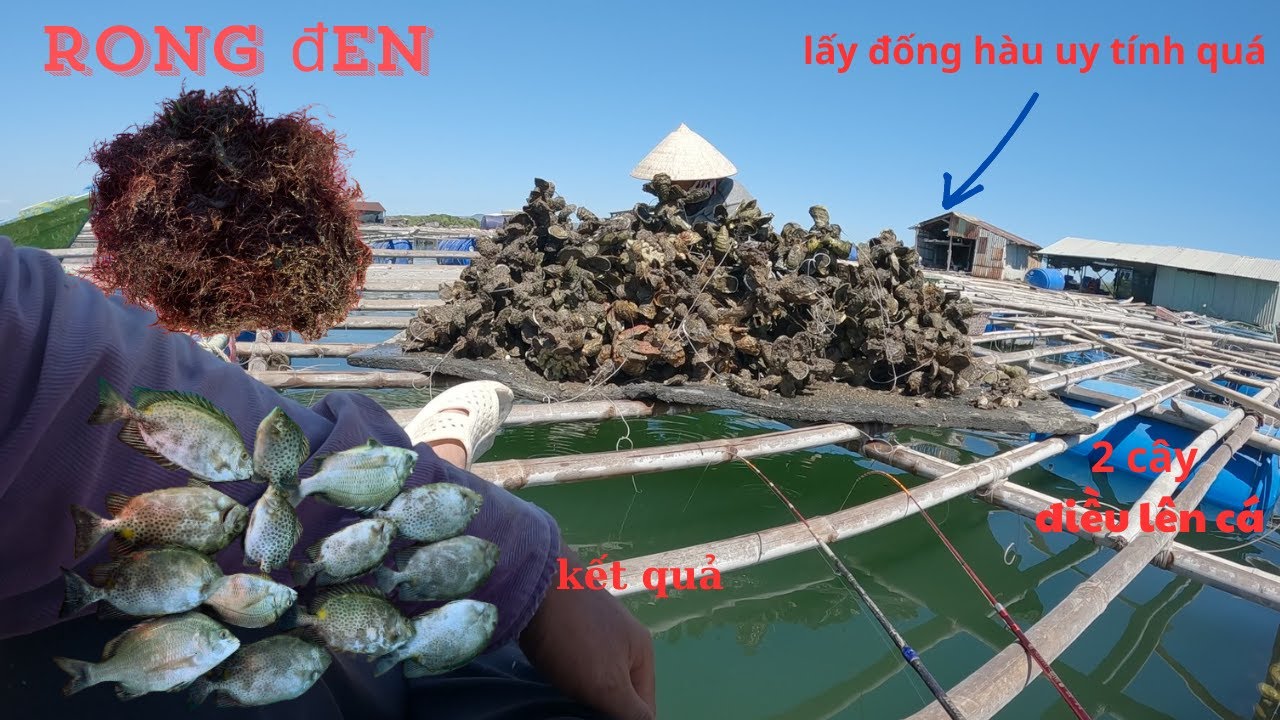 197/ Có Thể Bạn Chưa Biết ? 1 Loại rong chỉ có tại Vũng Tàu câu Dìa Bông , Nâu ( Hói ) cực nhạy .