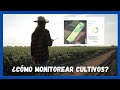 🚀 3 métodos para monitorear tus cultivos de manera efectiva | ViLab