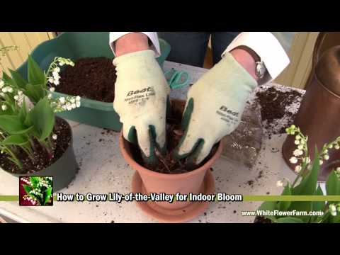 Video: Lelietje-van-dalen in potten kweken - Lily Of The Valley Container Care