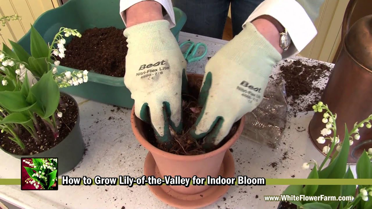 Lily of the Valley Grow and Care Guide - Gardening