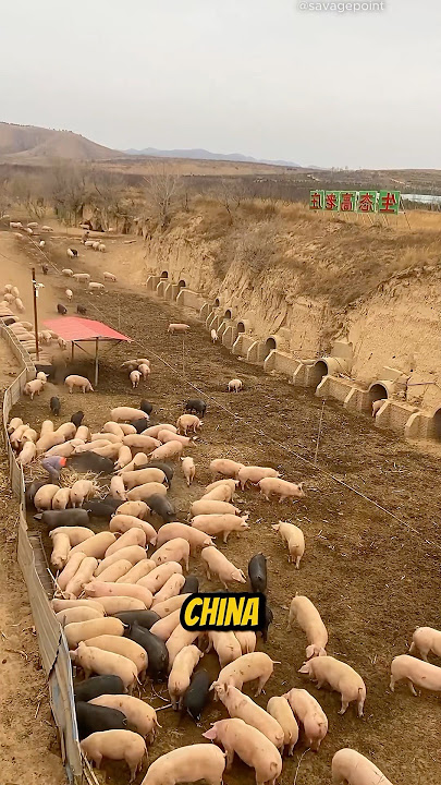 Cave Pig Farming! #interesting #facts