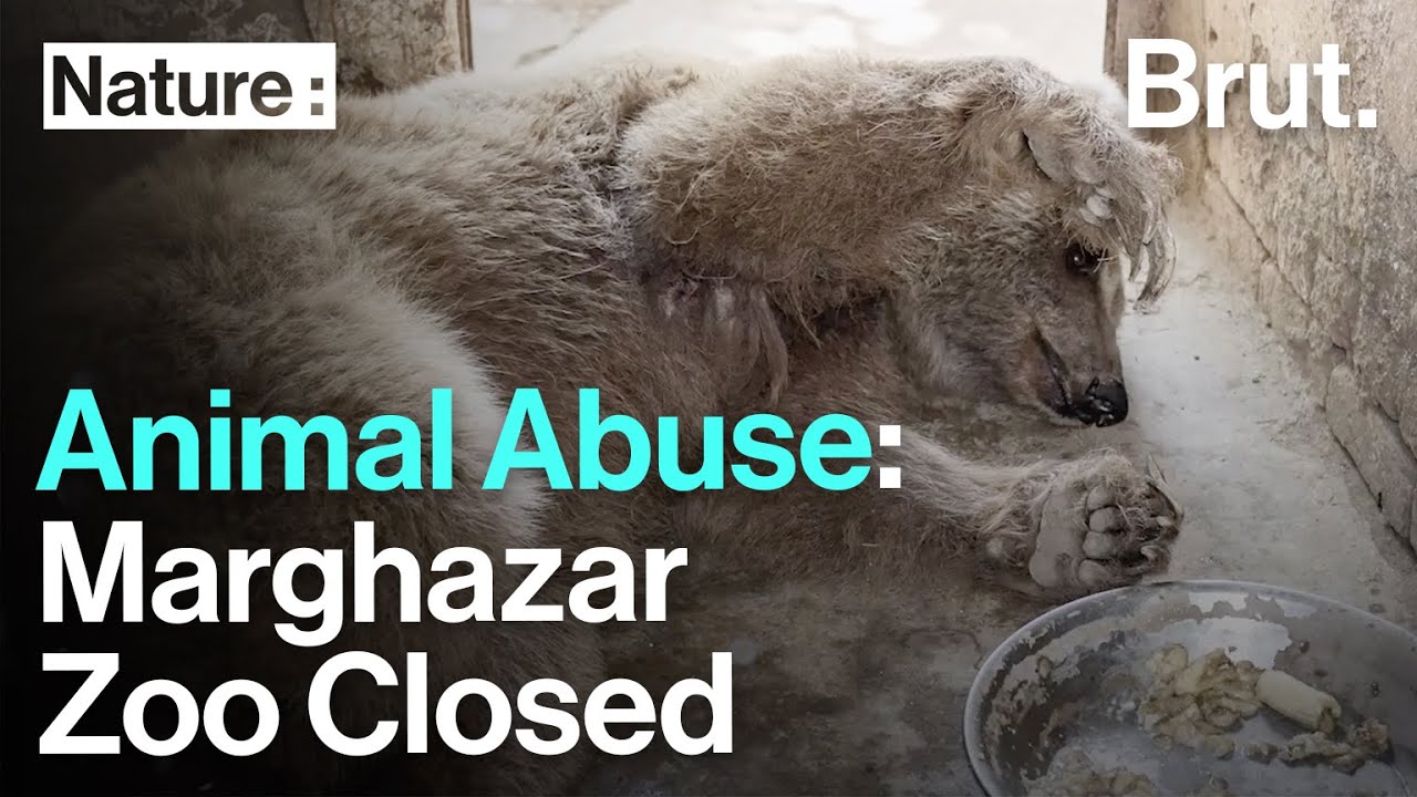 30 Animals Rescued, Marghazar Zoo Shuts its Gates