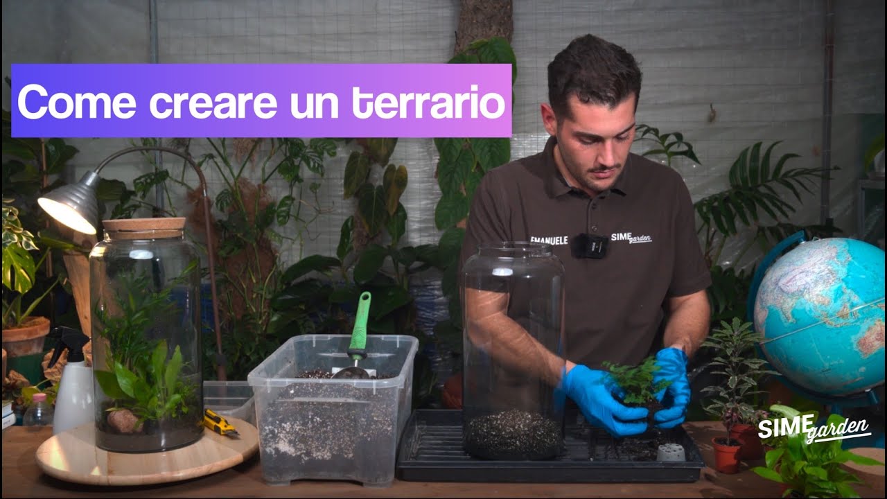 Piante in vetro: come fare un terrario - Assistenza Casa