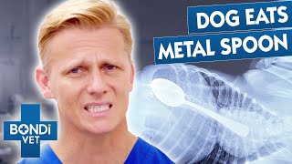 Most Bizarre Animal Appetites 😲 | Bondi Vet Compilation by Bondi Vet 17,792 views 1 month ago 29 minutes